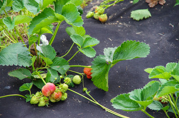 planting strawberry under the black covering material