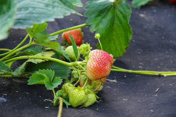 planting strawberry under the black covering material