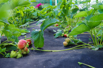 planting strawberry under the black covering material
