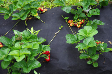 planting strawberry under the black covering material