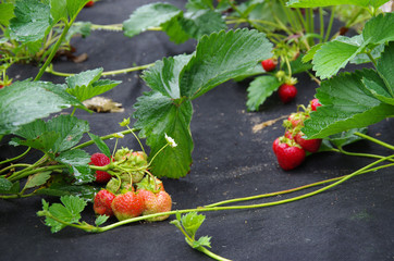planting strawberry under the black covering material