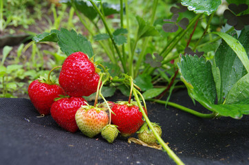 planting strawberry under the black covering material