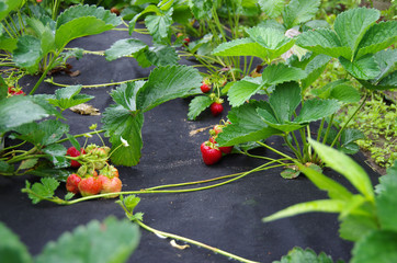 planting strawberry under the black covering material