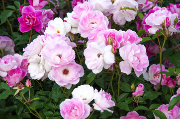 Fototapeta na wymiar Purple rose in the garden
