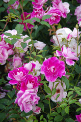 Purple rose in the garden