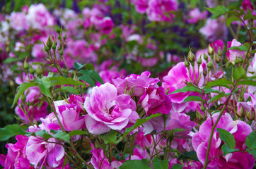 Purple rose and sage in the garden