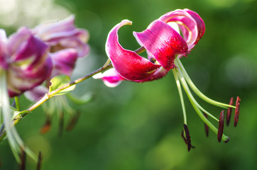Lilium in the garden