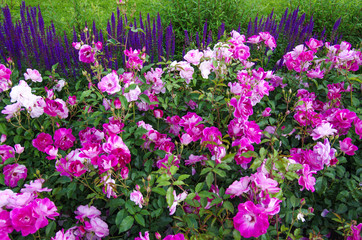 Purple rose and sage in the garden