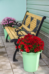 Flowering chrysanthemums in a pot