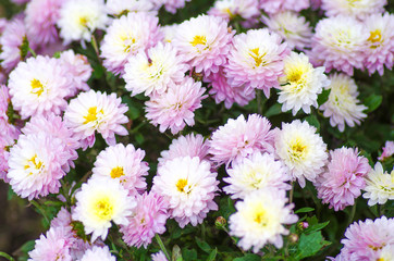 Herbal background from the flowers of chrysanthemums
