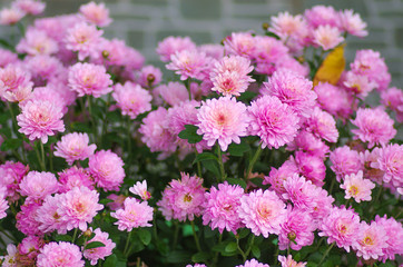 Herbal background from the flowers of chrysanthemums