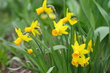 Yellow daffodils in spring garden
