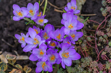 Crocus