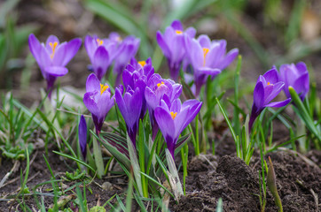 Crocus