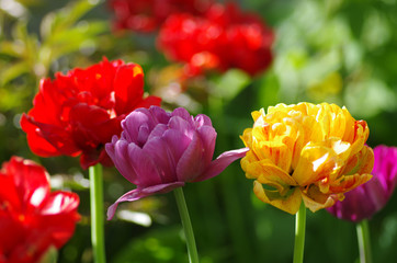 Tulips in spring garden