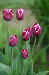 Tulips in spring garden