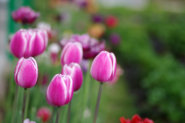 Fototapeta premium Tulips in spring garden