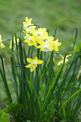 Yellow daffodils in spring garden
