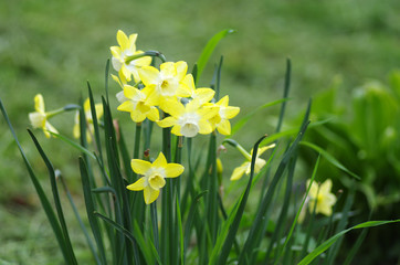 Yellow daffodils in spring garden