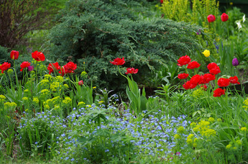 Tulips in spring garden