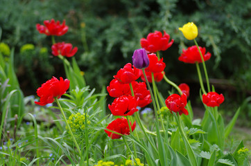 Tulips in spring garden