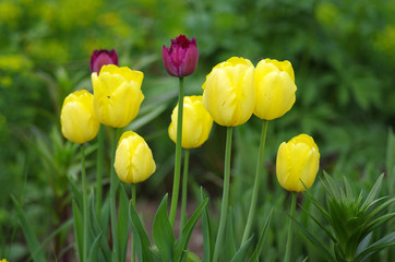 Tulips in spring garden