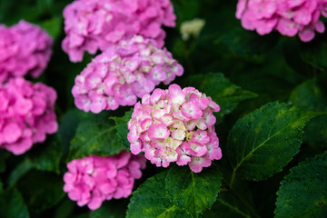 hydrangea