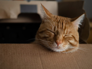 red cat in a box