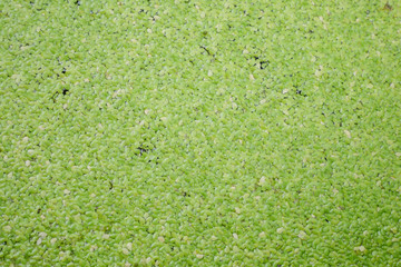 Green plants background.