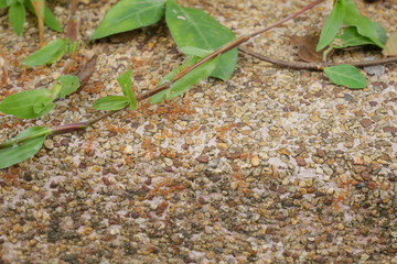 Group of ants in nature.