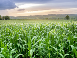 corn field