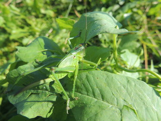 кузнечик в траве