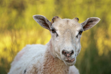 Sheep close-up
