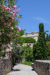 Fototapeta na wymiar Pink flowers in Ansouis, Provence, France