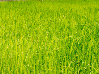 view of a rice  field