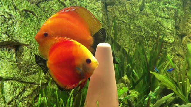 Diskusfische, P&auml;rchen beim balzen und Diskuskegel reinigen