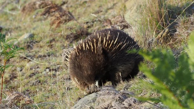 Tachyglossus aculeatus - Short-beaked Echidna in the Australian bush. Eating ants and walking.