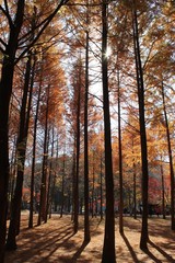 Fototapeta premium IMG_9970