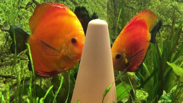 Diskusfische, P&auml;rchen beim balzen und Diskuskegel reinigen