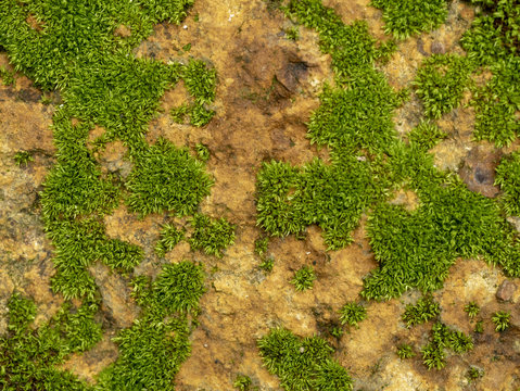 texture of mos on the stone for background