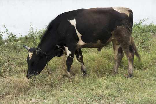 B&uuml;y&uuml;kbaş hayvan besleme ve  bakımı