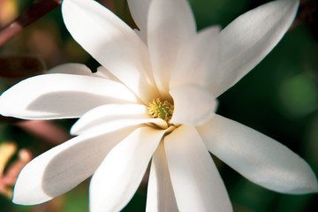 Close-up on a white magnolia flower