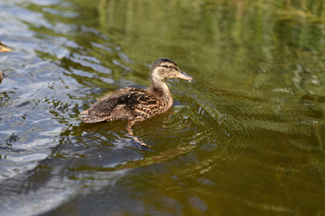 Duckling on the river on a sunny day