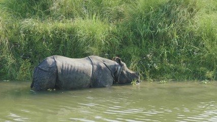 Rhino eats and swims in the river. Chitwan national park in Nepal.