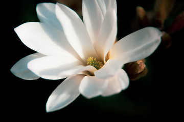 Fototapeta na wymiar Close-up on a star magnolia flower
