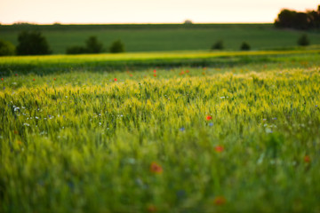 Red poppies in a green field covered with evening light