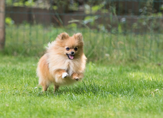 little Pomeranian dog