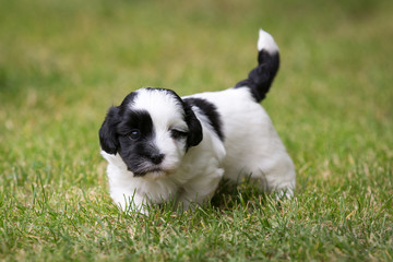havanese puppy dog