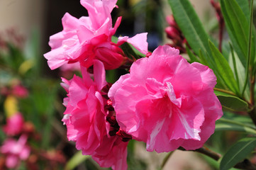 pink flowers of an oleander shrub