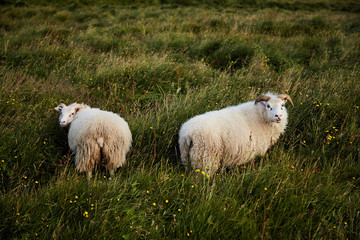 Fototapeta premium Two Icelandic sheeps